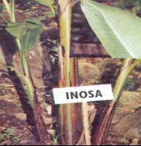 Jungpflanze Inosa