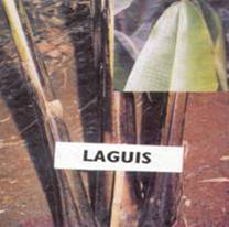 Jungpflanze Laguis