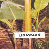 Jungpflanze Linawaan