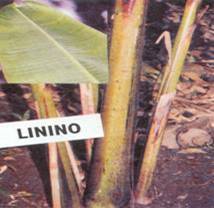 Jungpflanze Linino